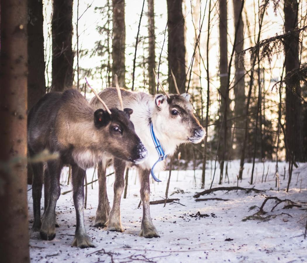 Beautiful Rural Experience With Reindeer Villa Tervola ภายนอก รูปภาพ