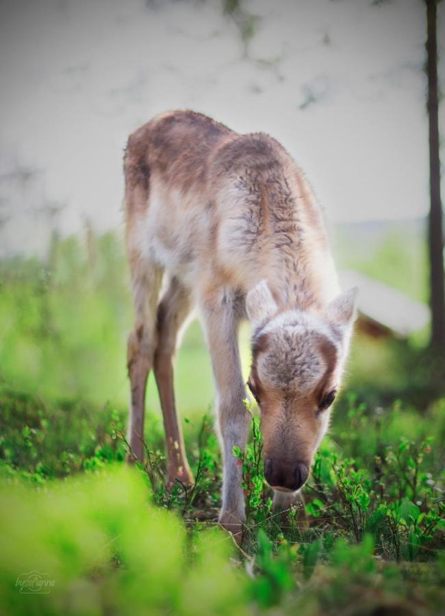 Beautiful Rural Experience With Reindeer Villa Tervola ภายนอก รูปภาพ